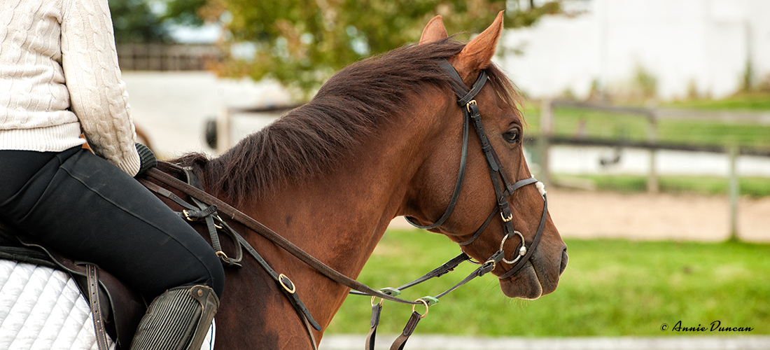 DVCTA eventing and dressage